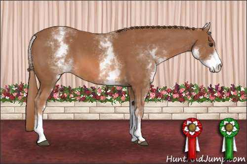 Horse Color: White Spotted Chestnut 