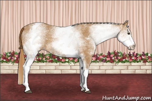 Horse Color: White Spotted Chestnut 