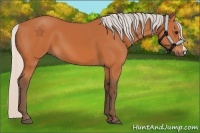 Horse Color:Silver Bay 