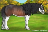 Horse Color:Brown Splash Rabicano 