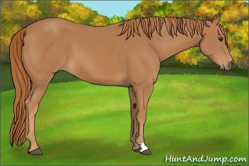 Horse Color:Unknown 
