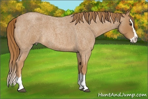 Horse Color:Unknown 