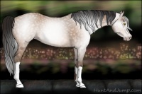 Horse Color:Gray Amber Champagne