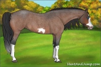 Horse Color:Bay Roan Splash Frame