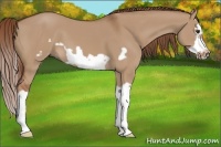 Horse Color:Red Dun Splash Frame