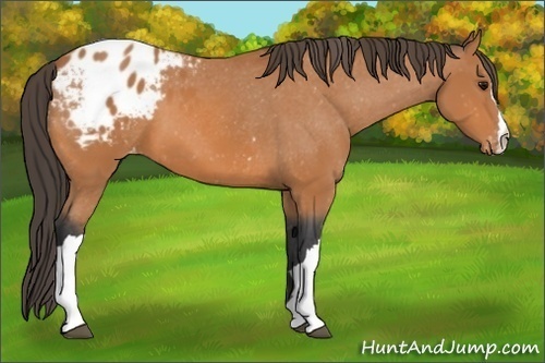 Horse Color:Bay Appaloosa 