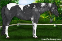 Horse Color:Black Tobiano 