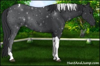 Horse Color:Black Tobiano 