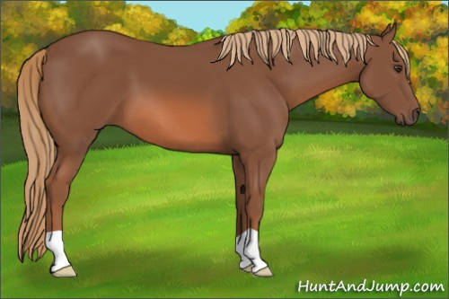Horse Color: Chestnut 