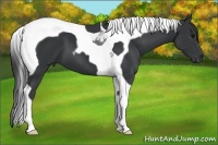 Horse Color:Black Tobiano 