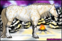 Horse Color:Buckskin Near Leopard 