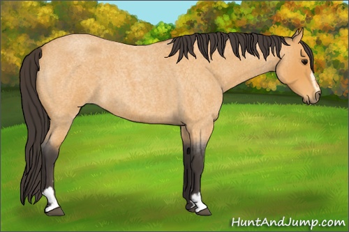 Horse Color: Buckskin Roan Sabino 