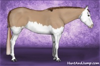 Horse Color:Red Dun Splash 
