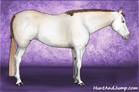 Horse Color:Gray Gold Champagne Dun Splash 