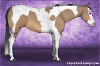 Horse Color:Bay Dun Splash Tobiano 