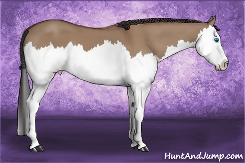 Horse Color: Bay Dun Splash 