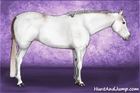 Horse Color:Gray White Spotted Chestnut Rabicano 