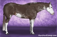 Horse Color:Liver Chestnut Sabino Splash 