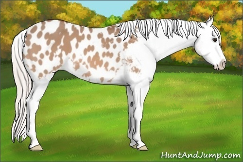Horse Color:Silver Bay Dun Splash Frame Appaloosa 