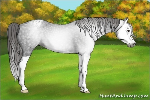Horse Color:Gray Black Splash Appaloosa