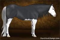Horse Color:Black Splash
