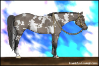Horse Color:White Spotted Black