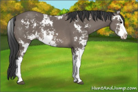 Horse Color:Black Sabino 
