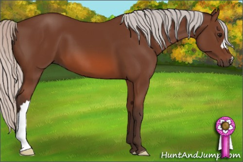 Horse Color: Unknown 