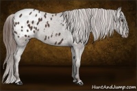 Horse Color:Liver Chestnut Appaloosa 