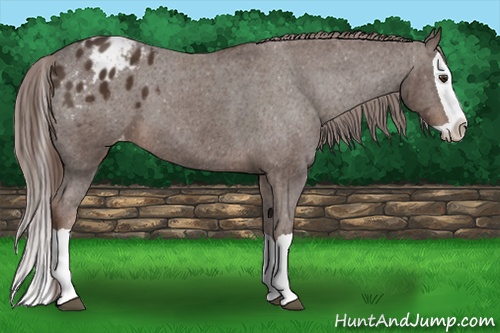 Horse Color: Liver Chestnut Splash Blanket 