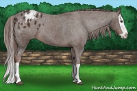 Horse Color:Liver Chestnut Splash Appaloosa 