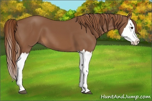 Horse Color:Chestnut Splash 