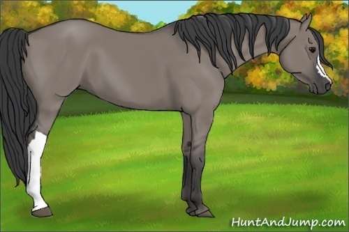 Horse Color:Grullo