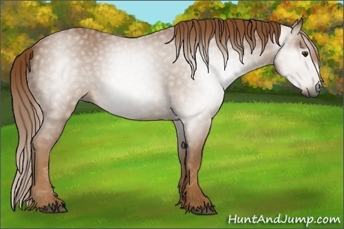 Horse Color:Gray Chestnut