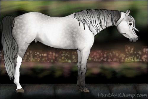 Horse Color:Gray Grullo 