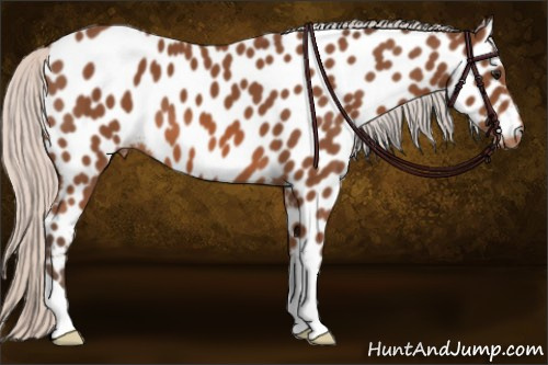 Horse Color: Silver Bay Leopard 