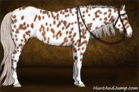 Horse Color:Silver Bay Appaloosa 