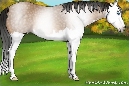 Horse Color:Gray Amber Champagne Splash 