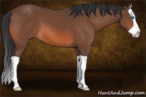 Horse Color:Bay Splash 