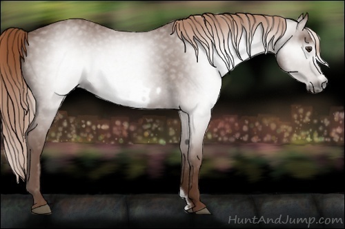 Horse Color:Gray Chestnut Frame