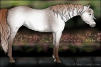 Horse Color:Gray Chestnut Frame 