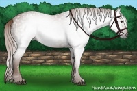 Horse Color:Gray Chestnut 