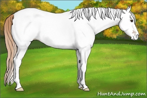 Horse Color:White Spotted Chestnut