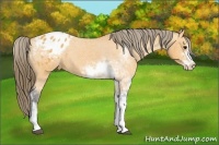 Horse Color:Buckskin Sabino Appaloosa