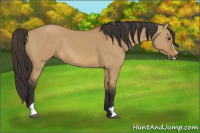Horse Color:Buckskin Dun Sabino 