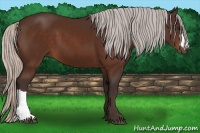 Horse Color:Silver Bay 