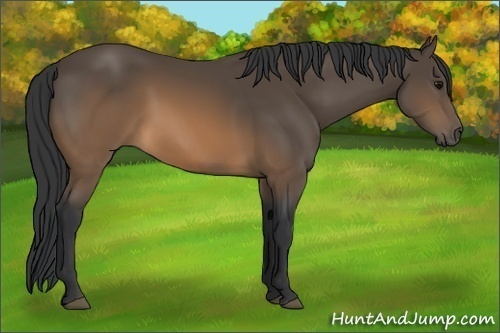 Horse Color: Brown 