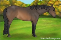 Horse Color:Brown 