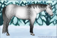 Horse Color:Gray Black 