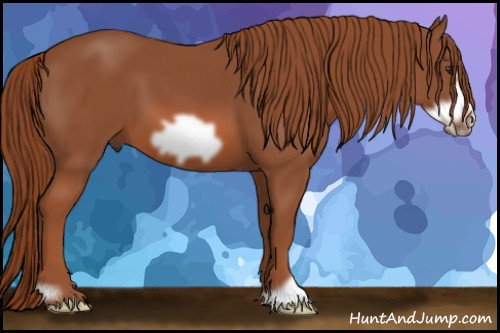 Horse Color: Liver Chestnut Frame 